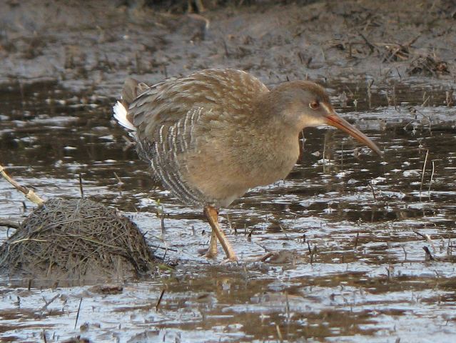 Clapper Rail